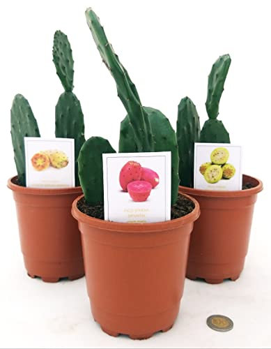 POWERS TO FLOWERS - OPUNTIA, FICO D'INDIA TRIS: A FRUTTO ARANCIO, ROSSO E GIALLO, 3 PIANTE, Vaso 13cm diametro, piante vere