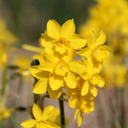Nouveau Frais 100 pcs Narcisse Jonquille Graines De Fleurs