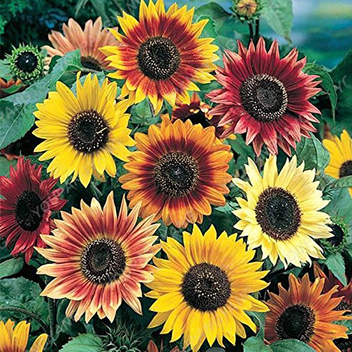 200 Stück/Packung Heiße Gerbera-Samen Topf-Chrysanthemen-Blumen für Heimwerker, Gartenpflanzen mit starker Wachstumsfähigkeit, 12: Nur Samen im Paket