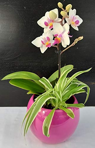 POWERS TO FLOWERS - ORCHIDEA PHALAENOPSIS BIANCO/ROSA E CHLOROPHYTUM IN VASO CERAMICA FUCSIA, Pianta Vera