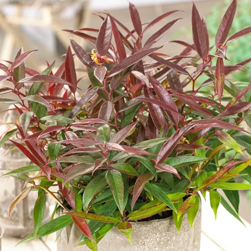 Leucothoe Burning Love Evergreen Shrub - Garden Ready Plants - Outdoor Plants All Year Round - Garden Ready and Hardy Outdoor Evergreen Shrubs (9cm Pot, 15-25cm)