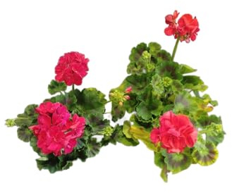 Geranios Rojos DECOALIVE Pack de 2 Plantas Naturales con Flores Rojas