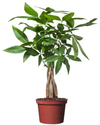 DECOALIVE Pachira Aquatica Árbol de la Riqueza Planta Natural de Interior