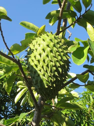 8 Semillas de Guanábana (Annona muricata)