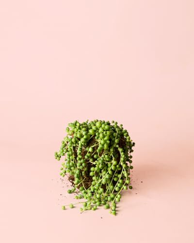 PUR PLANT Senecio Rowleyanus | Planta Natural Colgante De Interior Resistente y Purificadora | Hojas Redondas Tipo Perla Con Caída Elegante | Decorativa y Fácil De Cuidar | Maceta De Ø12 cm