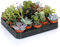Variedad de Suculentas - 20 Plantas - Casa/Oficina Planta Viva de Interior - Obsequio Ideal