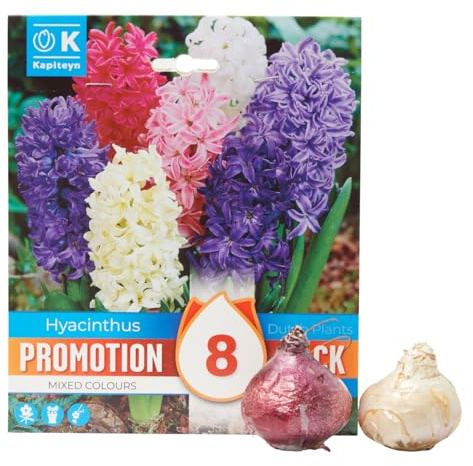 Bulbi di Giacinto Mixed Colours confezione da 8 pz KAPITEYN