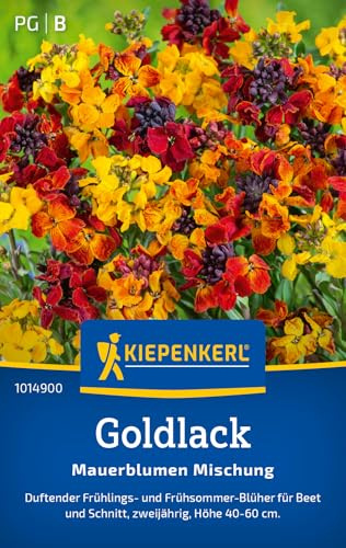 Kiepenkerl Goldlacksamen Mauerblumen Mischung 1014900, Sommerblumensaat | Blumensamen für duftende Frühlings- und Frühsommerblumen, Wuchshöhe 40-60 cm, Blüten in leuchtenden Gelb, zweijährig