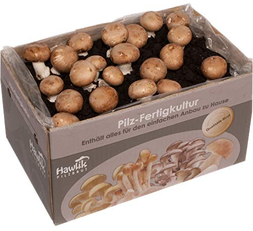 Hawlik Pilzbrut - Grow Your own Mushrooms - Brown Button Mushroom Cultivation Set - Growing Mushrooms at Home is Child's Play - Set for Beginners/as a Gift for Children and Gardening Enthusiasts