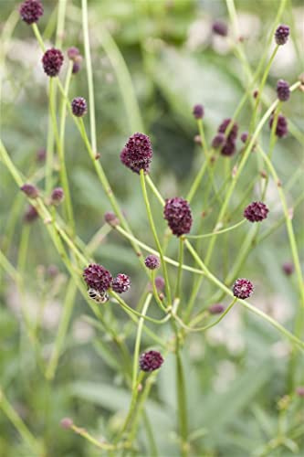 Sanguisorba officinalis 9x9 cm Topf – Winterhart, Mehrjährig, Pflegeleicht – Großer Wiesenknopf – Staude für Beet & Naturgarten