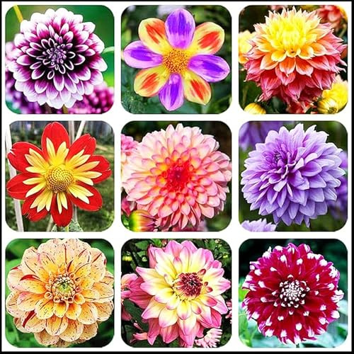 Dahlia Bulbs for Planting,Dahlia Bulbs Mix,Dahlia Tubers UK,Flowering Rhizome,Excellent Display Indoor Perennial Balcony Garden Bulbs-4bulbs-A