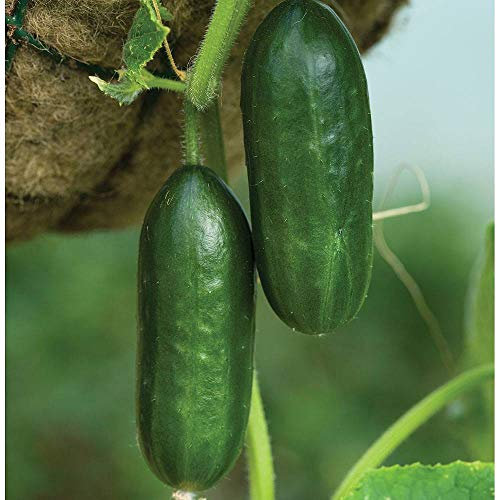 Cucumber Seeds ‘Mini Munch’ F1 – RHS AGM Variety – Heavy Cropping, All-Female Greenhouse Cucumbers – Sweet, Crunchy Lunchbox Snacks - 1x Seed Packet by Thompson & Morgan