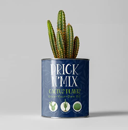 Cactus Grow Kit,Prick N Mix, Christmas Gift, The Plant Gift Co. Succulent & Cactus, Gardening Gift, Mixed Cactus Seeds: Barrel Cacti, Pin Cushion and More.