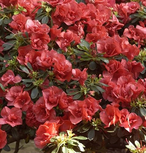 INKARHO - Großblumige Rhododendron Orange Flirt 30-40cm - Alpenrose
