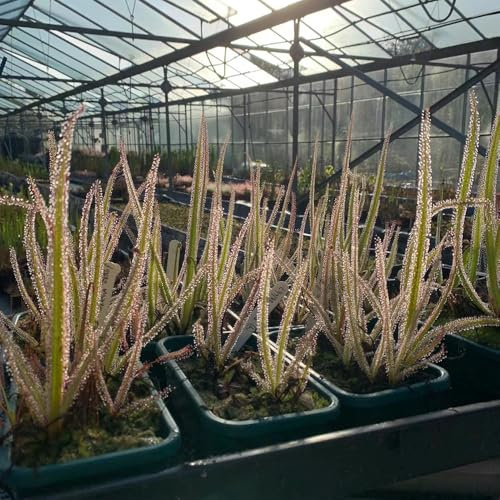 sonnentau zimmerpflanze wildkräuter heilkräuter kräutersamen balkonpflanzen topfpflanzen bodendecker winterhart mehrjährig kräuterbeet hochbeete für garten bonsai topf kräutergarten 400samen