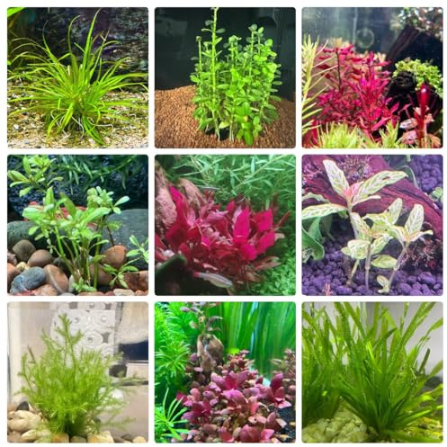 300 piezas Plantas de acuario semillas hierba Plantas resistentes para el jardín. Plantas acuáticas - Macrófitas - plantas de interior purificadoras de aire, acuario de plantas acuáticas