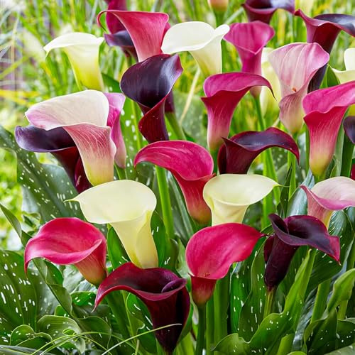 Calla Lilien Zwiebeln Winterhart Mehrjährig - Purple und Pink Zantedeschia Kollektion - 10 große Blumenzwiebeln - Echte Pflanzen aus Holland - für Garten und Topf (kein Samen, nicht künstlich)
