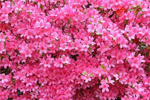 20pcs/bag Japanese Azalea Seeds, Rhododendron Azaleas, Flower... 14: Only Seeds