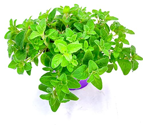 Oregano Pflanze Origanum vulgare Kräuter Pflanze 1stk.