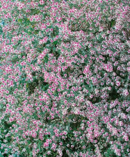 Aster lateriflorus var. horizontalis 11x11 cm Topf – Winterhart, Mehrjährig, Pflegeleicht – Herbstaster – Beetstaude für Garten & Rabatte