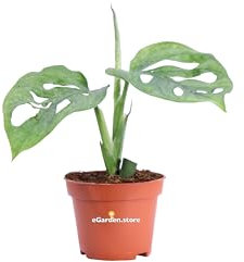 Pianta di Monstera Monkey Leaf o Monstera Adansonii pianta tropicale da arredo interno pianta ornamentale vera venduta da eGarden.store (Vaso 6 cm)