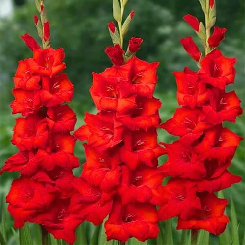 100 graines de fleurs de glaïeul rouge fraîches et neuves