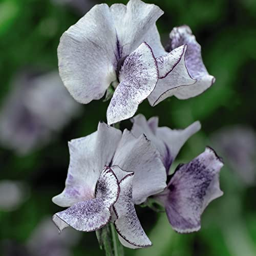 Sweet Pea 'Nimbus' Exhibition Quality Lathyrus odoratus Hardy Annual Fragrant Marbled Blooms Easy to Grow Your Own Outdoor Garden Flower Plants (Approx. 25 Seeds +25% Free) by Thompson and Morgan