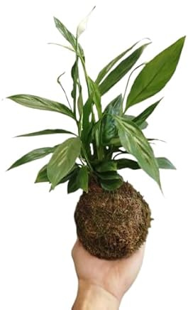 DECOALIVE Trae la Kokedama de Lirio de la Paz o Spathiphyllum | Purifica el Aire y Relaja el Ambiente