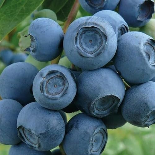 Myrtille en corymbe Chandler 2L - Haute résistance au gel