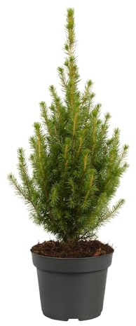 Pflanze Picea Glauca Conica Perfecta - Weihnachtsbaum - Topf Ø13cm - Höhe ca. 40 cm