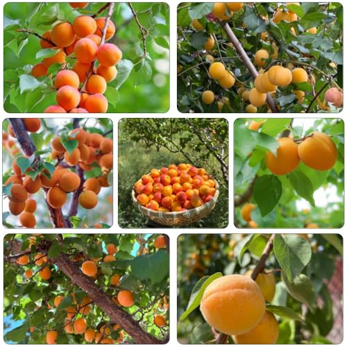 semi di albaricoco scalapante Letti elevati per giardino reali semi di nano di 10pcs