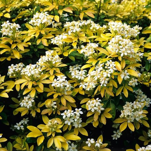 Carbeth Plants 2 x Choisya Sundance in 9cm Pots - Mexican Orange Bloosom