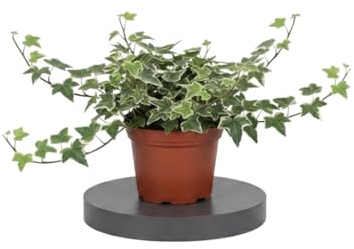 Hedera Helix Variegata Hiedra jaspeada DECOALIVE Planta Ornamental de Hojas Variegadas Maceta 13 cm de Diámetro Altura 25 cm