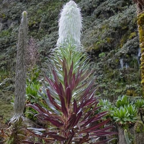 Plant World Seeds - Lobelia Wollastonii Seeds (Tropical and Conservatory Seeds)