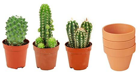 ZynesFlora Cactus Naturelles en pot de fleurs terre cuite Ø 8.1 cm - Lot de 3 - Hauteur: 5-10 cm - Mélange de Cactus Plantes Grasses Petite Variétés Diverses Plante d'Intérieur