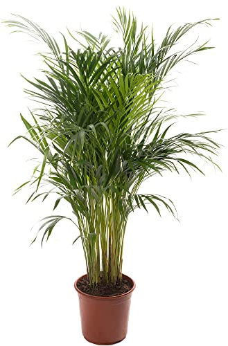Areca Palm Large Indoor House Plant Real Tropical Exotic Evergreen Tall Plants (50-60cm incl. Pot)
