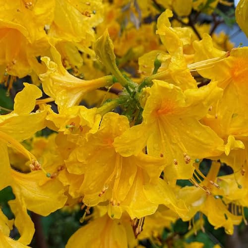 semi di rododendro, azalea raro giardino roccioso recisi 400pcs