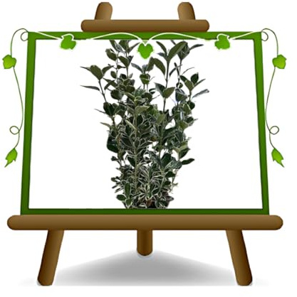 EURO PLANTS VIVAI Euonymus Japonicus Bravo Pianta da Siepe Bassa su Vaso da 17 cm *Altezza 30 cm