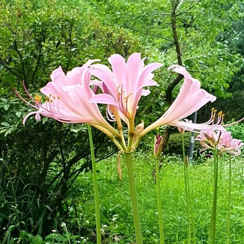 Bulbos de lirio araña, Lycoris radiata perennes resistentes invierno cubren el suelo exóticas 3pcs