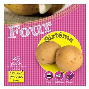 Sirtéma 25 Plants de pomme de terre