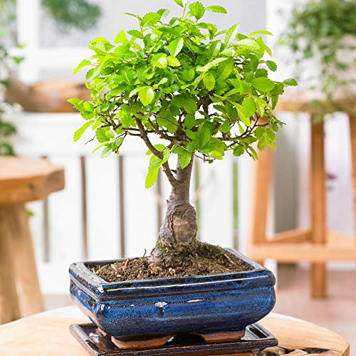 Zelkova serrata | Japanese Zelkova Tree | Bonsai incl. Ceramic Decorative Pot | Height 25-30cm | Pot-Ø 15x8cm