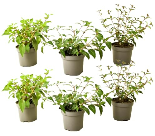 Plant in a Box - Fuchsia magellanica - Mélange de 6 - Delta Sarah, Lady Thumb, Fuchsia Ricartonnii - Plantes de jardin fleuries - Pot 9cm - Hauteur 10-20cm