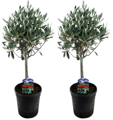 Plant in a Box - Olea Europaea - Pokon - 2er Set - Olivenbaum echt - Topf 14cm - Höhe 50-60cm