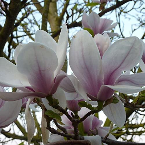 GARTEN SCHLÜTER® Tulpenmagnolie - 60-80 cm | Der klassiker Magnolia soulangiana weiß mit rosa-violett winterhart Frühblüher Liefergröße