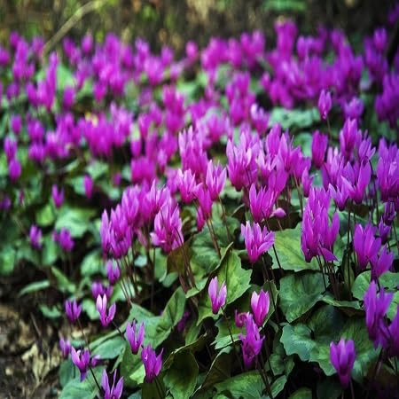 Graines de fleurs de cyclamen 100 pièces violet