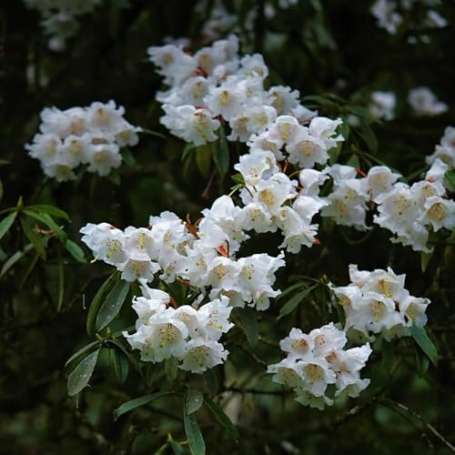 Semillas de azalea y rododendro, resistentes exóticas resistentes, primavera, decorativas, interior comprar 220pcs