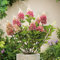 Rispenhortensie Pinky Winky weiß-rosapink - Hortensie winterhart & mehrjährig - Hydrangea paniculata - 1 Pflanze von Garten Schlüter - Pflanzen in Top Qualität