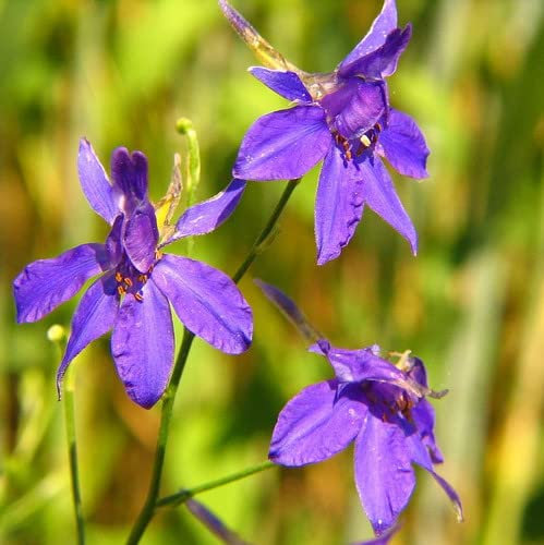 Plant World Seeds - Consolida Regalis Seeds (Annual Flower Seeds)