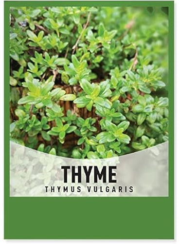 Semillas Thymus Vulgaris | Semillas Plantas Tomillo | Semillas para Huerto Urbano de Hierbas Aromátivas