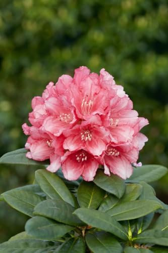 Rhododendron yakushimanum 'Colibri' 30-40 cm - Rhododendron, rosa Blüten, Blütezeit Mai-Juni, ideal für Halbschatten, immergrün, winterhart